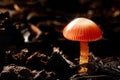 Macro photography of isolated red moist mushroom dark background