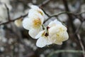 Macro photography of Japanese apricot flower Royalty Free Stock Photo