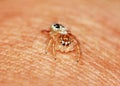 Macro Photography of Jumping Spider on finger for background Royalty Free Stock Photo
