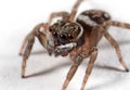 Macro Photo of Jumping Spider Isolated on White Floor Royalty Free Stock Photo