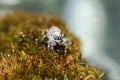 Hotography of Jumping Spider on old moss in nature for background
