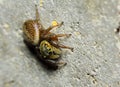 Photography of Jumping Spider on old stone for background Royalty Free Stock Photo