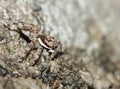 Macro Photography of Jumping Spider on stone Royalty Free Stock Photo