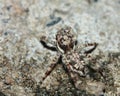 Macro Photography of Jumping Spider on stone Royalty Free Stock Photo