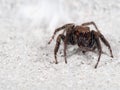 Macro Photo of Jumping Spider on White Floor with Copy Space Royalty Free Stock Photo