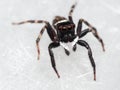 Macro Photo of Jumping Spider on White Floor Royalty Free Stock Photo