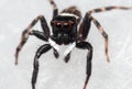 Macro Photo of Jumping Spider on White Floor Royalty Free Stock Photo