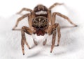 Macro Photo of Jumping Spider  on White Floor Royalty Free Stock Photo