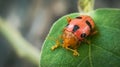 The macro photography of lady bug on the green leaf. Ladybug is the family of Coccinellidae. Royalty Free Stock Photo