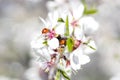 Macro photography of a ladybird on the branch of a flowering almond tree, during spring