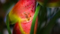 Macro photography of Large orange ants fighting on a red tropical wet flower after the rain Royalty Free Stock Photo