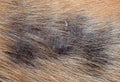 Macro Photo of Leprosy Skin Disease on the Back of the Dog