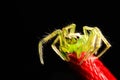 Macro photography light green transparent jumping spider red rope with black background
