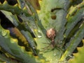 Macro photography of a linx spider and its nest on a candelabra aloe plant Royalty Free Stock Photo