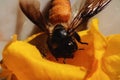 The little bee on yellow flower in nature Royalty Free Stock Photo