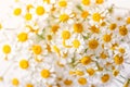 Macro photography of little daisy flowers