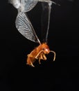 Macro Photo of Little Insect Stuck on The Spider Web Isolated on Black Background Royalty Free Stock Photo