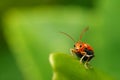 Macro photography little orange big with abnormal antennas green leaf background