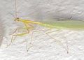 Macro Photo of Little Praying Mantis on White Floor