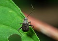 Macro Photo of Little shield bug on Green Leaf Royalty Free Stock Photo