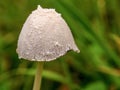 Macro photography of a little white petticoat mottlegill mushroom