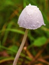 Macro photography of a little white petticoat mottlegill mushroom