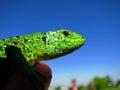 Macro photography of a lizard in the forest, detail.