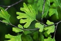 Macro Photo of Maidenhair Fern or Adiantum Plant Isolated on Background