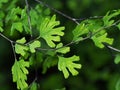 Macro Photo of Maidenhair Fern or Adiantum Plant Isolated on Background