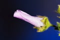 Macro photography of a malva flower