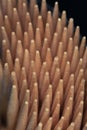 macro photography of many toothpicks forming texture background Royalty Free Stock Photo