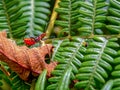 Milkweed assassin bug walking on a dry leaf