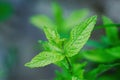 Details of mint green leaves