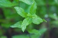 Details of mint green leaves