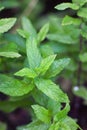 Details of mint green leaves in vertiical composition