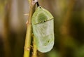 Macro Photography Monarch Butterfly Cocoon