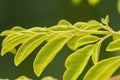 Closeup photopgraphy of moringa oleifera Royalty Free Stock Photo