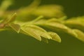 Closeup photopgraphy of moringa oleifera Royalty Free Stock Photo