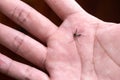 Macro photography of mosquito hit the slap dead on palm Royalty Free Stock Photo