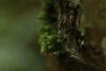 Macro image of moss growing on tree bark