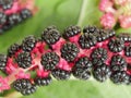 Posion berries macro photography