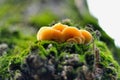 Macro photography of mushrooms in the forest, detail. Royalty Free Stock Photo