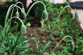 Macro photography of the nature of the poppy flower Bud. Background of a closed poppy Bud on a stalk. Flowers in the garden and Royalty Free Stock Photo