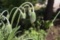 Macro photography of the nature of the poppy flower Bud. Background of a closed poppy Bud on a stalk. Flowers in the garden and Royalty Free Stock Photo