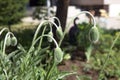 Macro photography of the nature of the poppy flower Bud. Background of a closed poppy Bud on a stalk. Flowers in the garden and Royalty Free Stock Photo