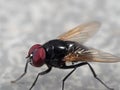 Macro Photo of Noon Fly on The Floor