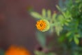 Macro photography of opening flower of yellow marigold