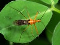 Macro Photo of Orange Assassin Bug on Green Leaf Royalty Free Stock Photo