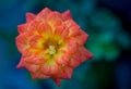 Macro photography of an orange begonia flower Royalty Free Stock Photo