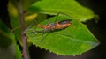 Macro photography of an orange and black milkweed assassin bug Zelus longipes eating a yellow aphid Royalty Free Stock Photo